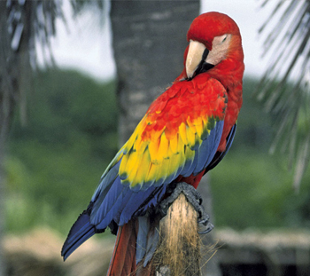 Bird Vet in Paoli