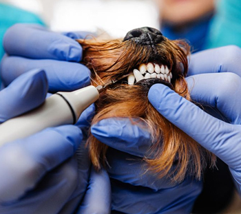 Zion Grove Dog Dentist