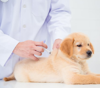 Dog Vaccinations in Adamsburg