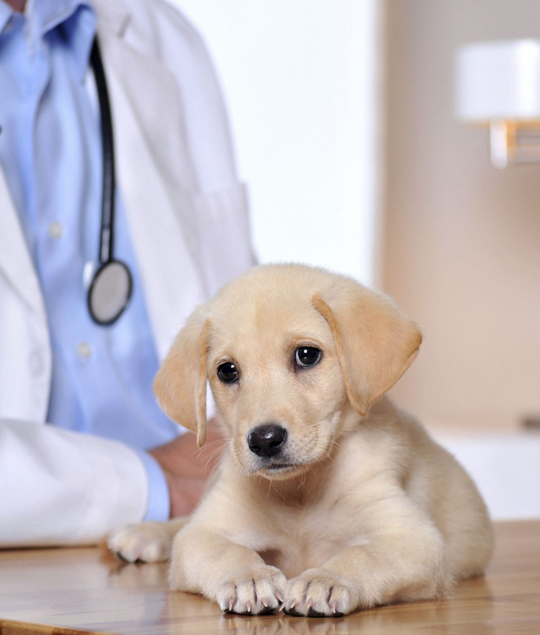 best Byrnedale veterinarian clinic