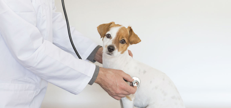 animal hospital nutritional consulting in Kemblesville