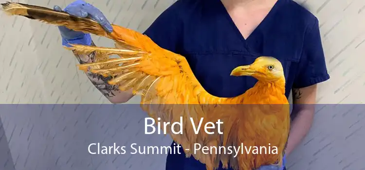 Bird Vet Clarks Summit - Pennsylvania