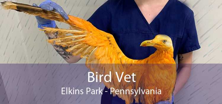 Bird Vet Elkins Park - Emergency Exotic Avian Vet Near Me