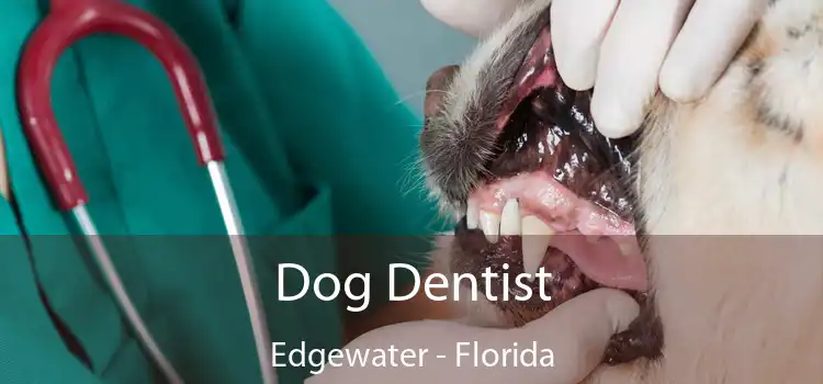 Dog Dentist Edgewater - Florida