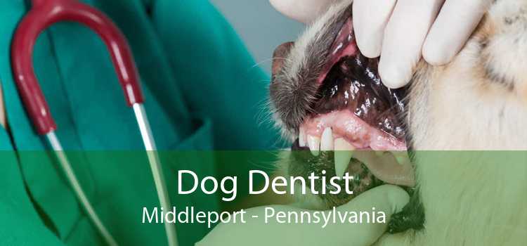 dog-dentist-middleport-dog-dental-hygiene-clinic-near-me