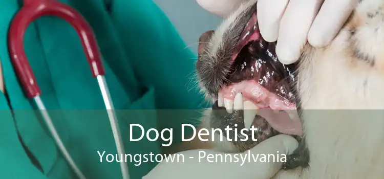 Dog Dentist Youngstown - Pennsylvania