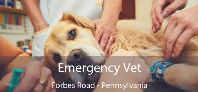 Emergency Vet Forbes Road - Pennsylvania