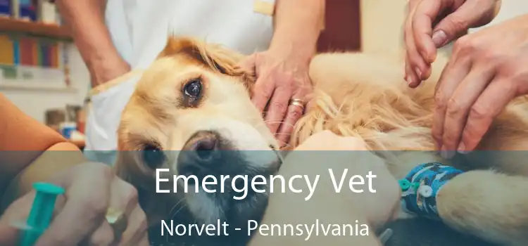 Emergency Vet Norvelt - Pennsylvania