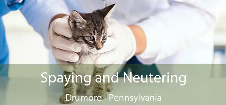 Spaying and Neutering Drumore - Pennsylvania