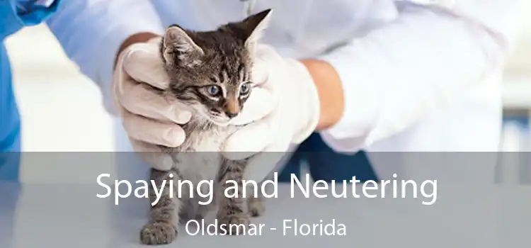 Spaying and Neutering Oldsmar - Florida