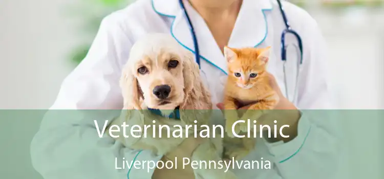 Veterinarian Clinic Liverpool Pennsylvania