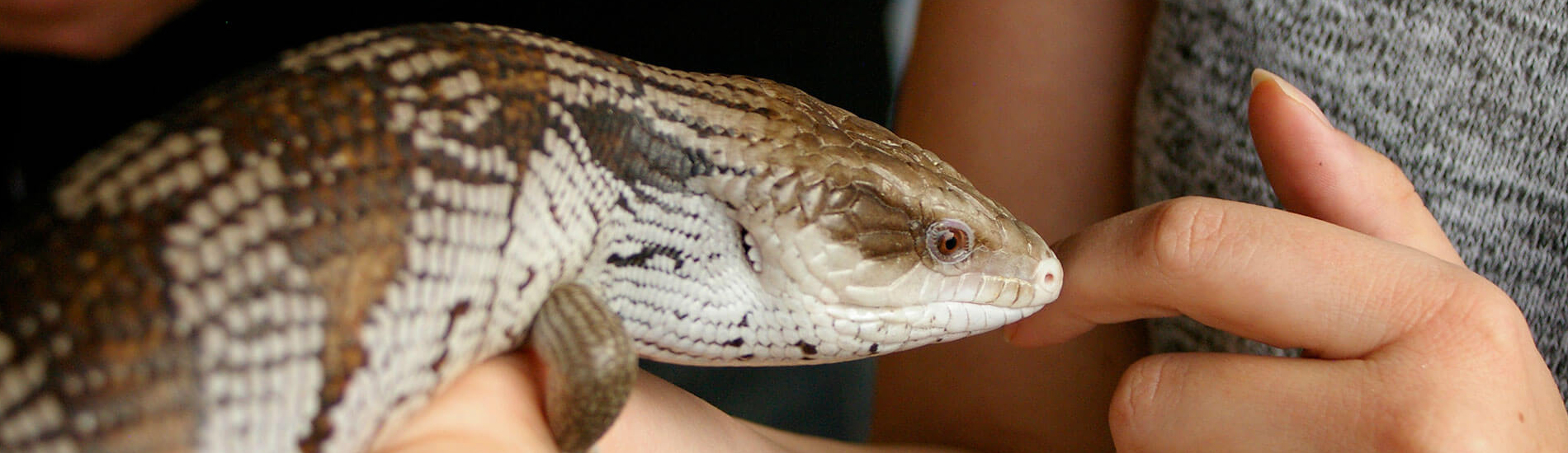 Reptile Vet Upper Darby - 24 Hour Reptile Vet Near Me