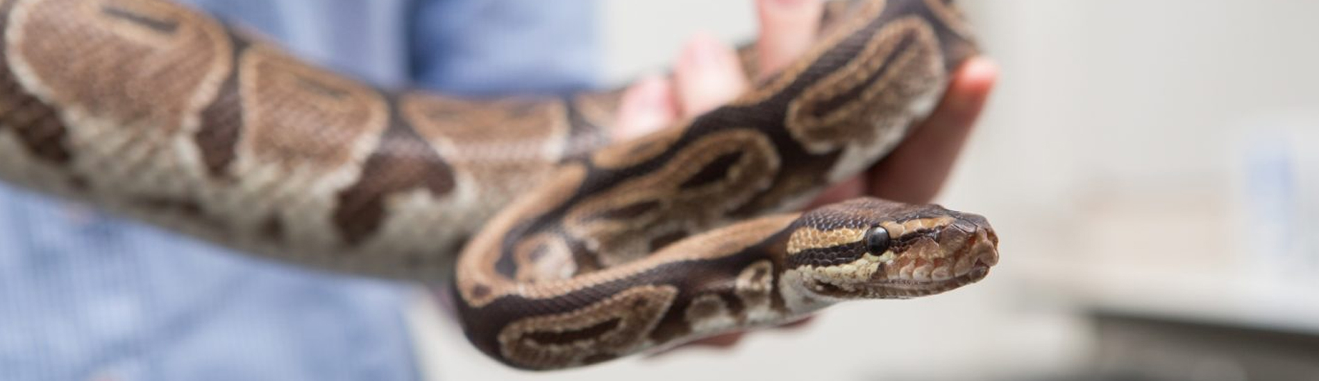 Reptile Vet New Philadelphia - 24 Hour Reptile Vet Near Me